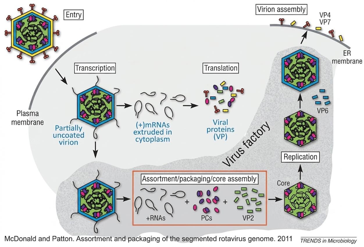Rotavirus cycle: partially uncoated virion releases (+)mRNAs for translation, viral proteins and (+)RNAs are assorted and packaged in the virus factory, replicated into cores, then assembled and released via the ER membrane