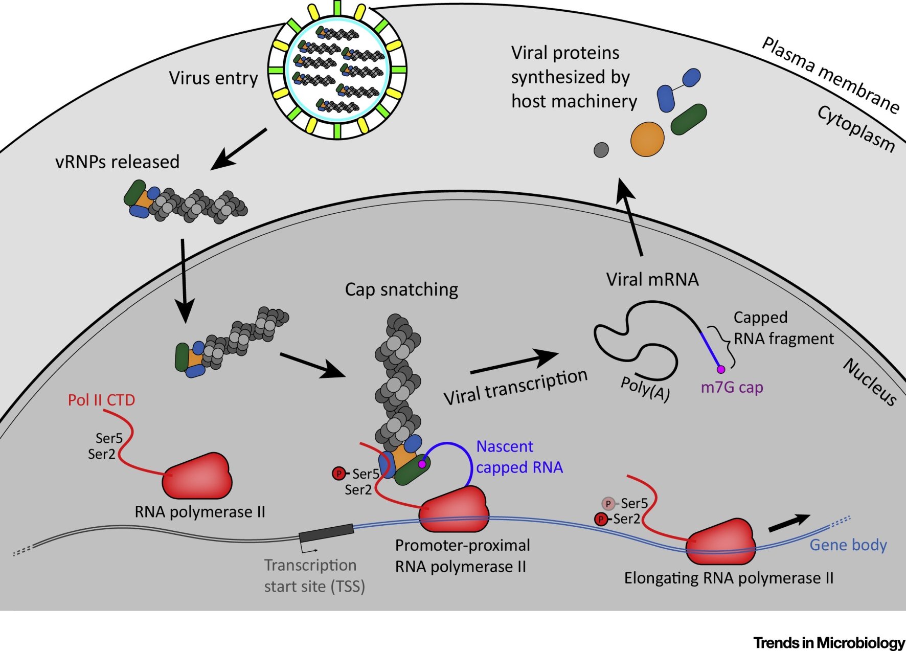 Cap snatching: influenza vRNPs enter the nucleus, the polymerase complex steals a capped RNA fragment from host RNA polymerase II transcripts to prime viral mRNA synthesis, which is then exported and translated