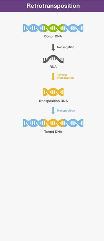 Retrotransposition: donor DNA transcribed to RNA, reverse-transcribed to transposition DNA, then inserted into target DNA