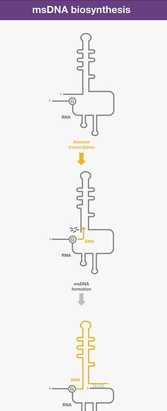 msDNA biosynthesis: reverse transcriptase primes DNA synthesis from an internal guanosine on a folded RNA, extending a branched DNA-RNA hybrid to form msDNA