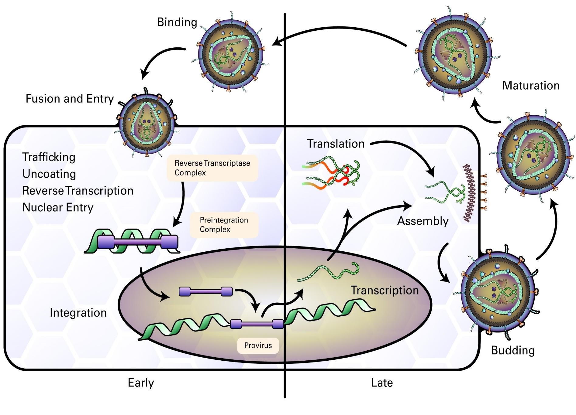Retrovirus reproductive cycle: binding, fusion and entry, reverse transcription to a preintegration complex, nuclear entry and integration as a provirus, transcription, translation, assembly, budding and maturation
