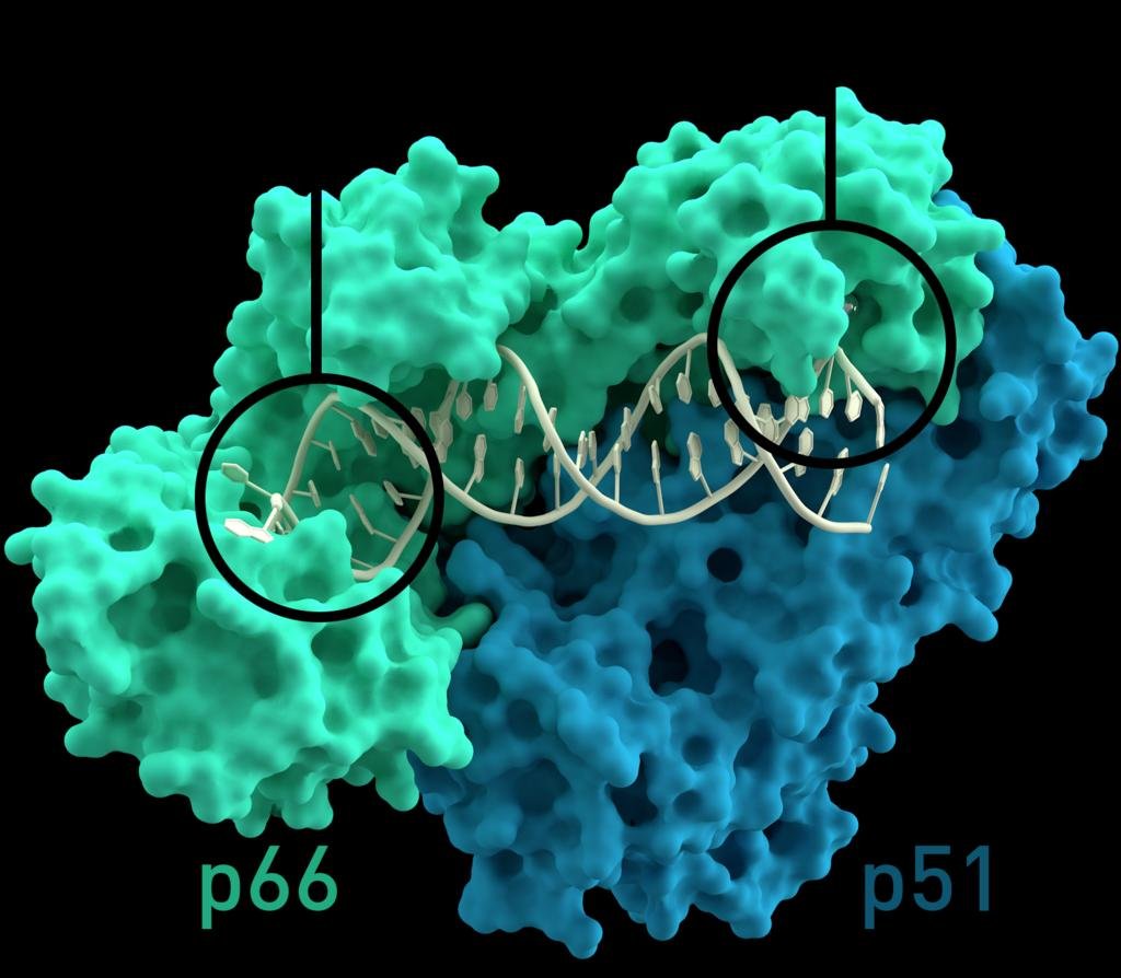 Structure of HIV reverse transcriptase, a heterodimer of subunits p66 and p51, with the polymerase active site and the RNase H active site circled at opposite ends of the molecule