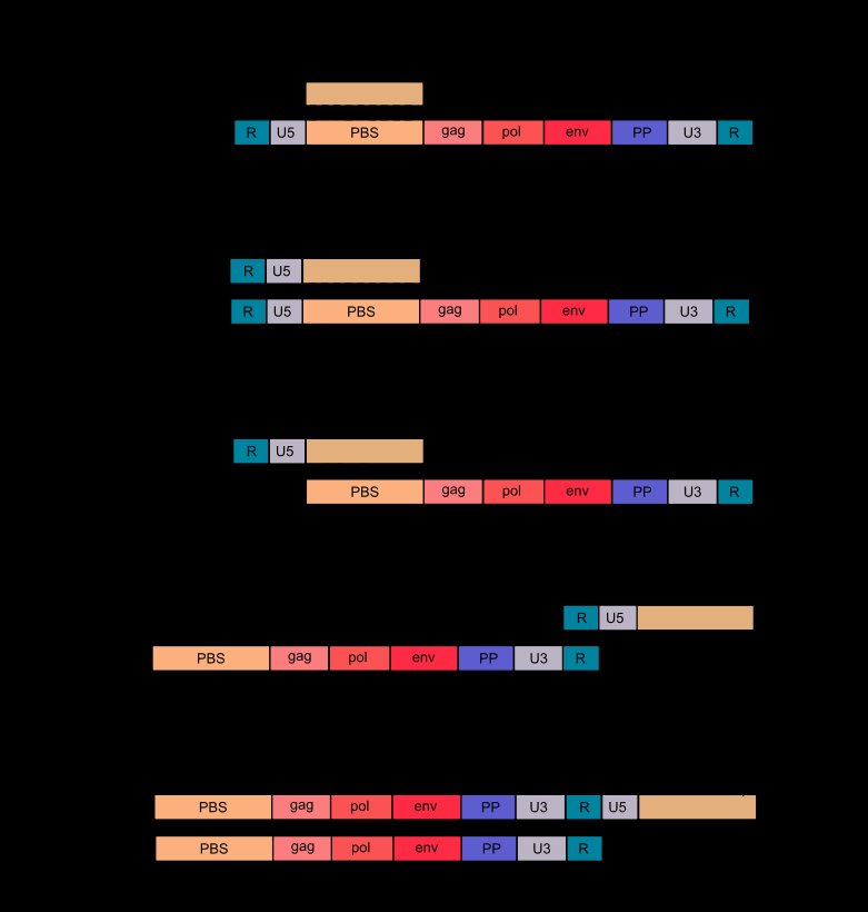 HIV genome regions PBS, gag, pol, env, PP, U3, R and U5, tracking early reverse transcription steps: minus-strand synthesis from the PBS primer, RNase H removal of U5 and R at the 5' end, and the tRNA jump to the 3' R region