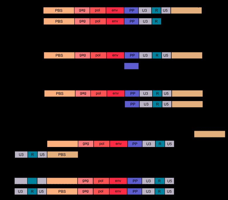 Later steps of HIV reverse transcription: RNase H degrades viral RNA leaving the PP fragment, second-strand synthesis initiates from PP, and the two PBS regions hybridise to complete double-stranded proviral DNA