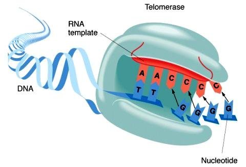 Telomerase enzyme with its own RNA template pairing to the chromosome's single-stranded DNA end and adding a nucleotide to extend it