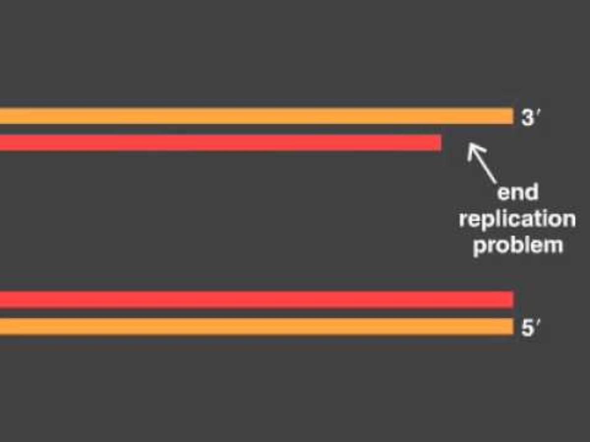 End replication problem: the newly made lagging-strand copy, red, is shorter than the parental strand, orange, at the chromosome's 3' end after the last primer is removed