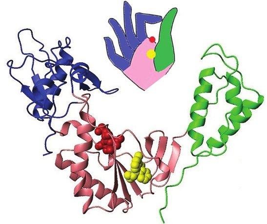 Palm-fingers-thumb fold shown as a hand cartoon beside a ribbon structure, the shared architecture of RNA replicase, RNA polymerase and reverse transcriptase