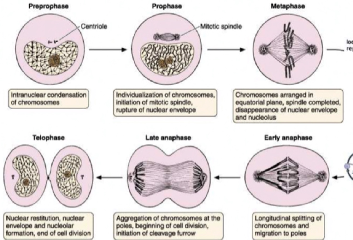 Diagram of the stages of mitosis showing preprophase, prophase, metaphase, early anaphase, late anaphase and telophase, with the centriole, mitotic spindle, chromosomes at the equatorial plane and the cleavage furrow