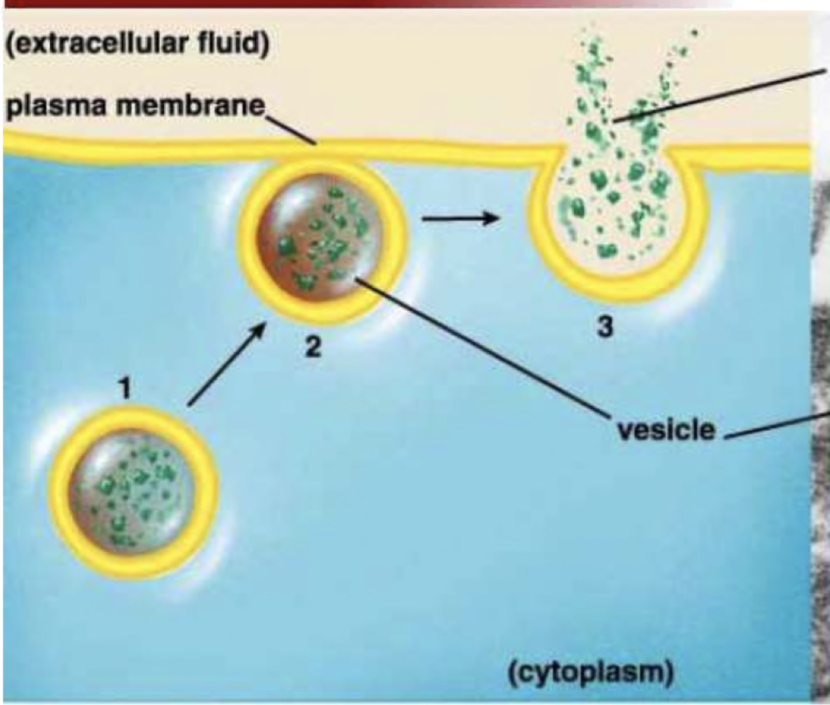 Diagram in three stages showing a vesicle in the cytoplasm approaching the plasma membrane, fusing with it, and discharging its contents into the extracellular fluid