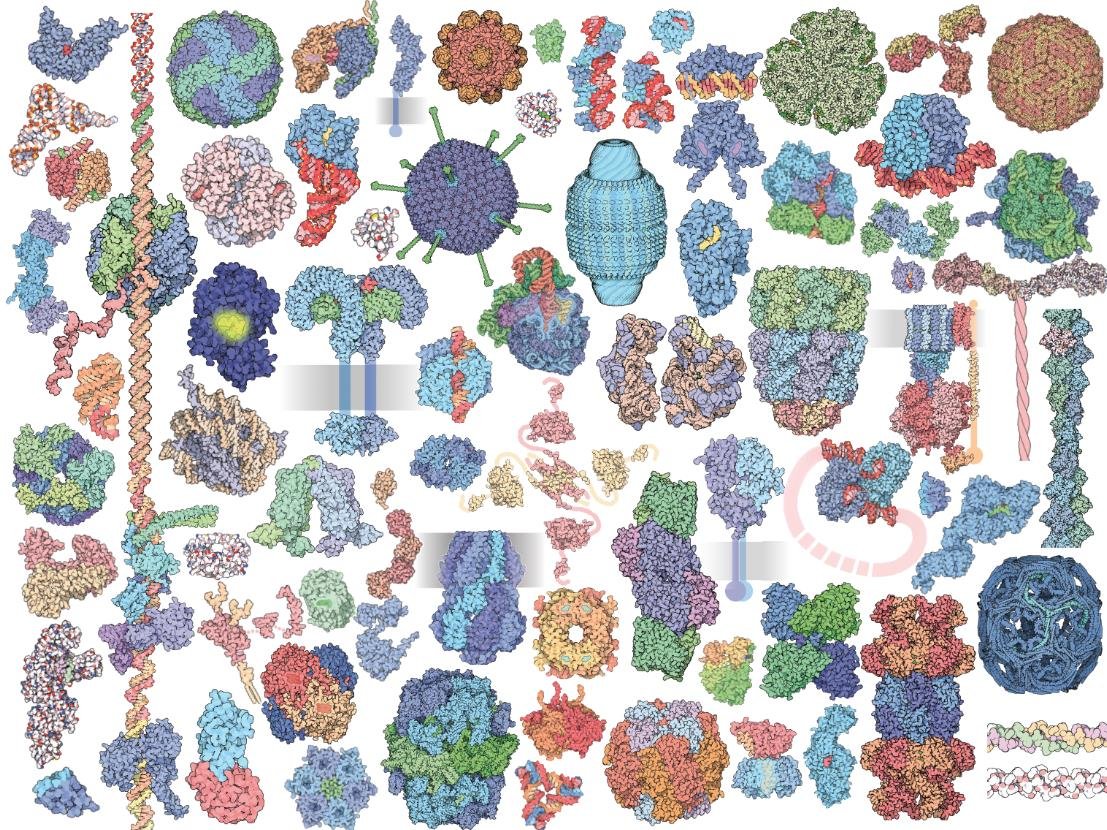 Gallery of dozens of differently shaped and coloured protein and macromolecular structures, illustrating the great diversity built from the same amino acid building blocks, unlabelled