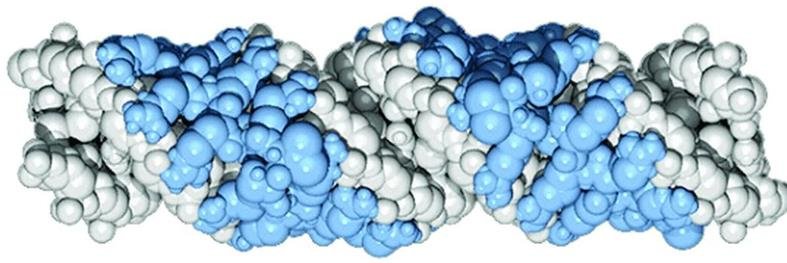 Space-filling model of a small basic protein (blue) wound around a DNA double helix (white), illustrating protamine's primary structure fitted to packaging DNA