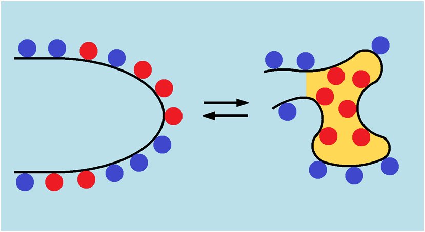 Schematic of an unfolded polypeptide chain with mixed surface side chains folding into a compact globule, with one type of side chain clustering in the buried core and the other left on the surface