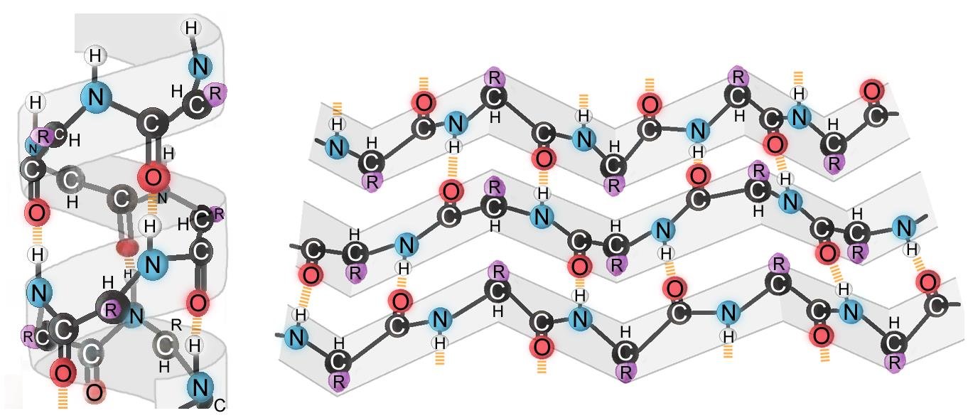 Atomic diagrams of an alpha helix and a beta sheet showing backbone N, C and O atoms, R side chains and the hydrogen bonds (dashed) between non-adjacent backbone NH and CO groups