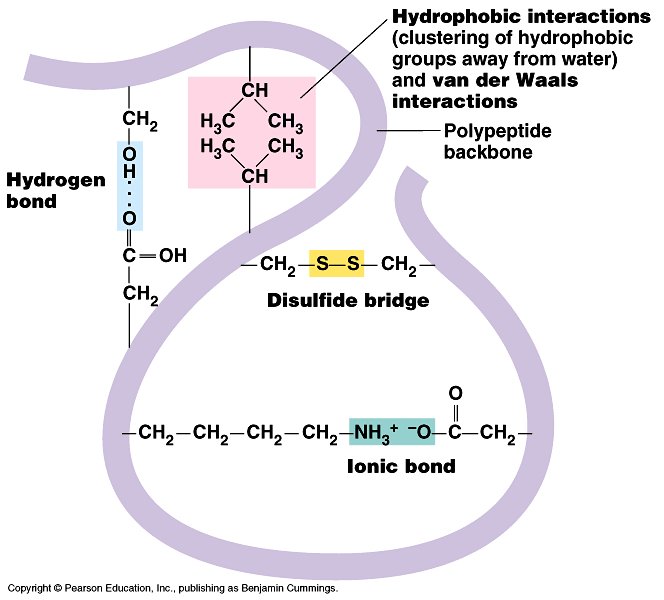 Diagram of a folded polypeptide backbone labelled with a hydrogen bond, hydrophobic and van der Waals interactions, a disulfide bridge (S-S) and an ionic bond between side chains