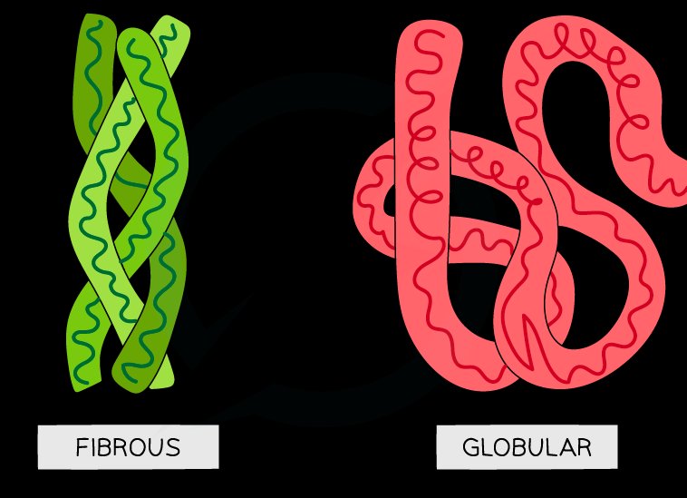 Cartoon contrasting fibrous proteins (several coiled strands bundled in parallel) with globular proteins (a single chain folded into a compact tangled shape)