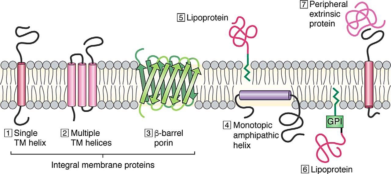Diagram of membrane protein types in a lipid bilayer: single and multiple transmembrane helices, a beta-barrel porin, a monotopic amphipathic helix, GPI-anchored and lipid-anchored proteins, and a peripheral extrinsic protein