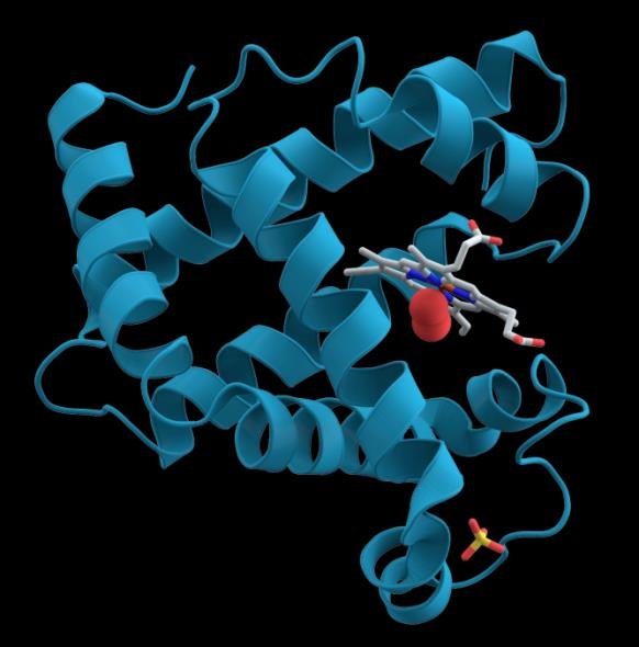 Ribbon model of myoglobin, a single alpha-helical chain with one bound haem group (red), unlabelled