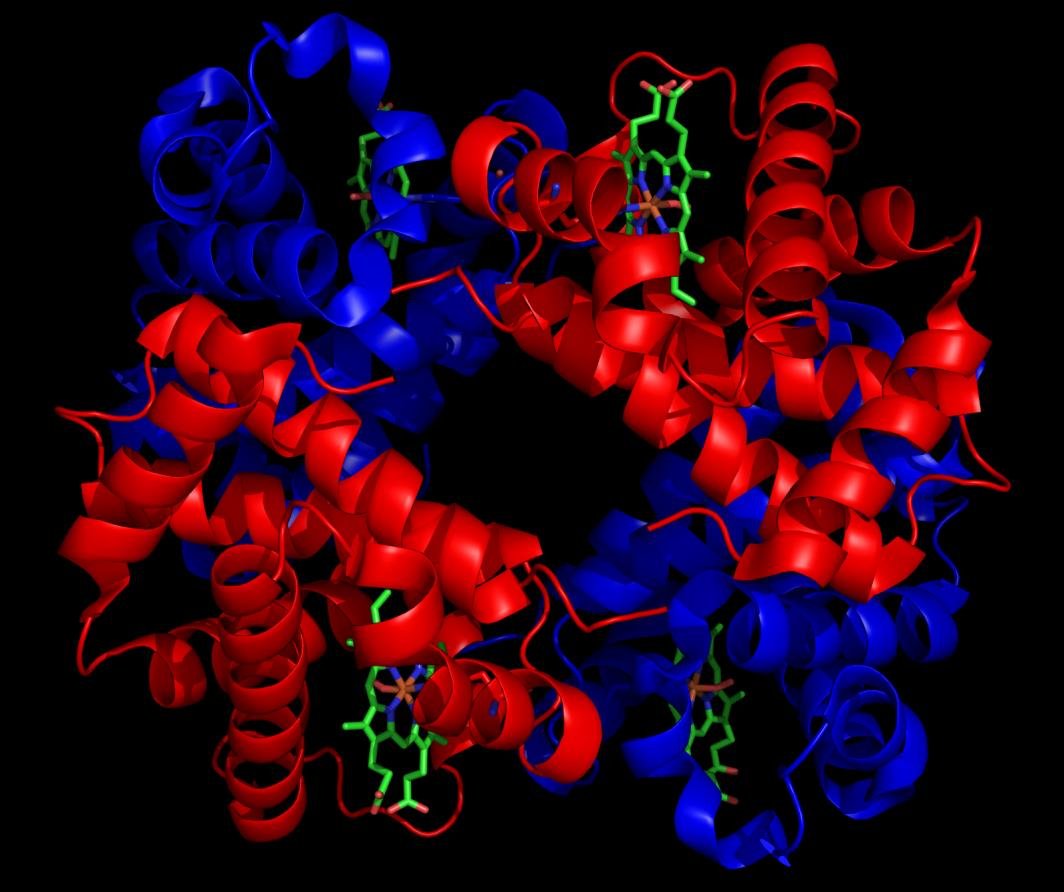 Ribbon model of haemoglobin showing its four subunits, two coloured red and two blue, each holding a haem group (green), illustrating its quaternary structure