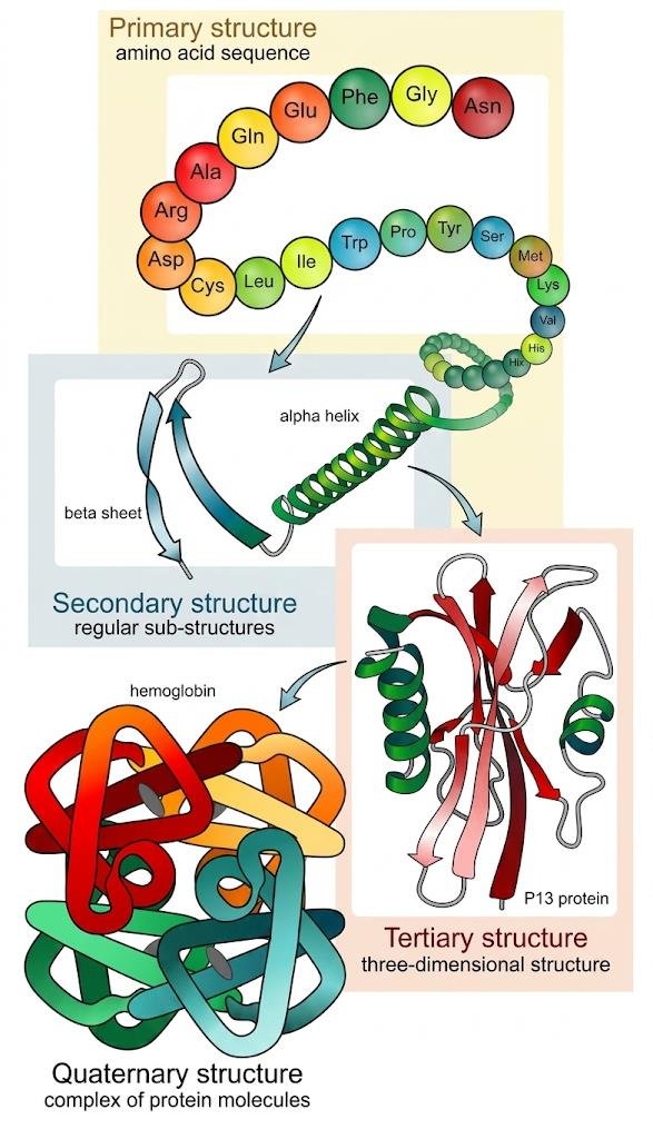 The four levels of protein structure: primary structure as a beaded amino acid sequence, secondary structure as an alpha helix and beta sheet, tertiary structure as one folded chain, and quaternary structure as haemoglobin's four chains