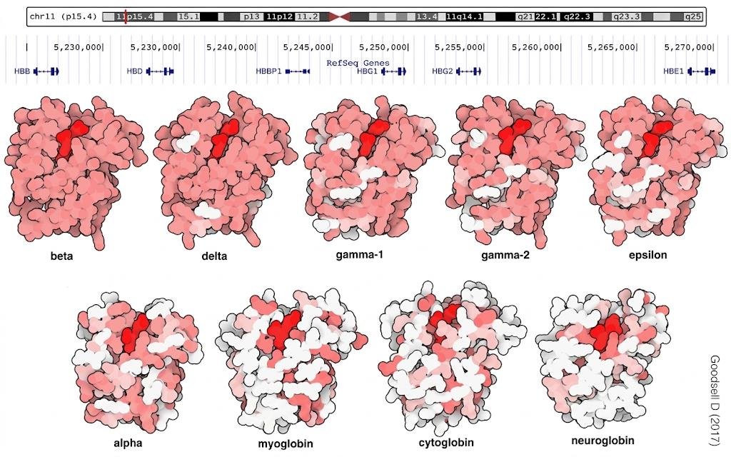 The beta-globin gene cluster on chromosome 11 (HBB, HBD, HBBP1, HBG1, HBG2, HBE1) above surface models of beta, delta, gamma-1, gamma-2 and epsilon globins and, separately, alpha globin, myoglobin, cytoglobin and neuroglobin, with the conserved haem pocket in red