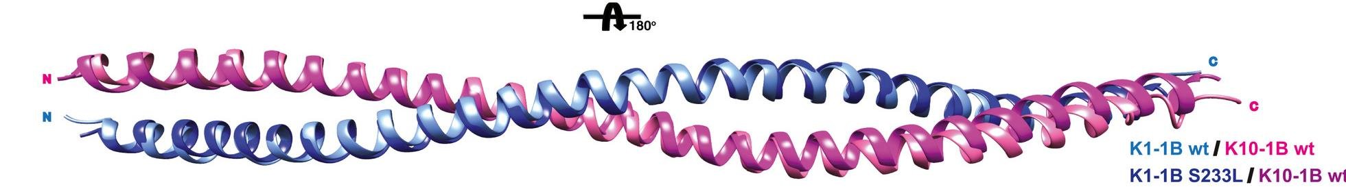 Two long alpha helices (labelled N and C termini) wound around each other along their whole length, showing the coiled-coil motif of a keratin dimer