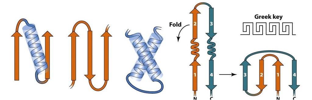 Small recurring motifs built from beta strands and an alpha helix, including a beta-alpha-beta unit, a beta hairpin and a beta-X crossover, plus a four-stranded Greek key topology diagram with strands numbered 1-4 and N and C termini marked