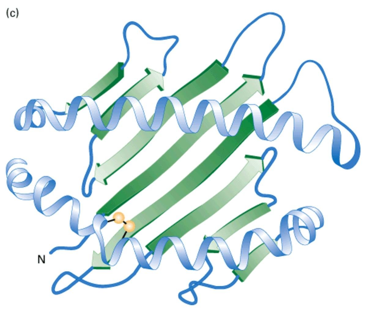Ribbon structure of a small domain with a curved beta-sheet barrel (green) wrapped by alpha helices (blue) and connecting surface loops, N terminus marked