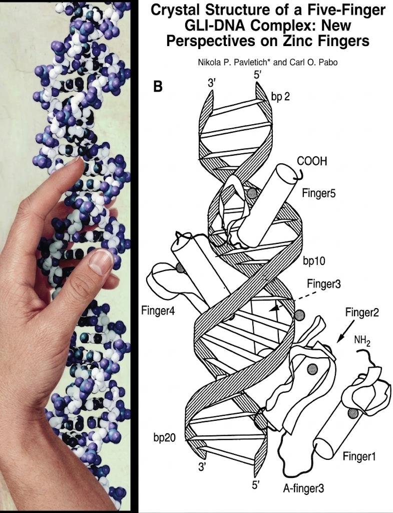 Crystal structure of a five-finger GLI zinc-finger protein wrapped around DNA, with Finger1 to Finger5 and DNA base pairs bp2, bp10 and bp20 labelled