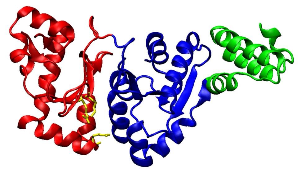 Ribbon model of the DNA primase DnaG shown as three separately coloured domains (red, blue and green) connected in one chain
