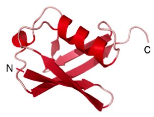 Ribbon model of ubiquitin, a small single-domain protein with both a beta sheet and an alpha helix, N and C termini labelled