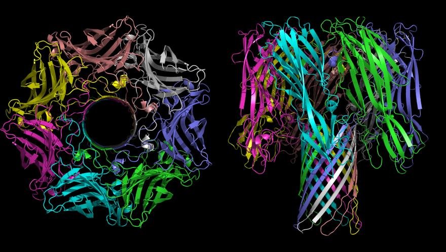 Ribbon model of the heptameric alpha-haemolysin pore, shown from above as a ring of seven subunits around a central channel and from the side as the membrane-spanning beta-barrel stem