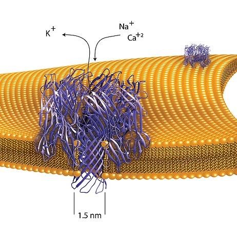 Model of the alpha-haemolysin beta-barrel pore embedded in a lipid bilayer, 1.5 nanometres wide, letting K+, Na+ and Ca2+ ions pass through