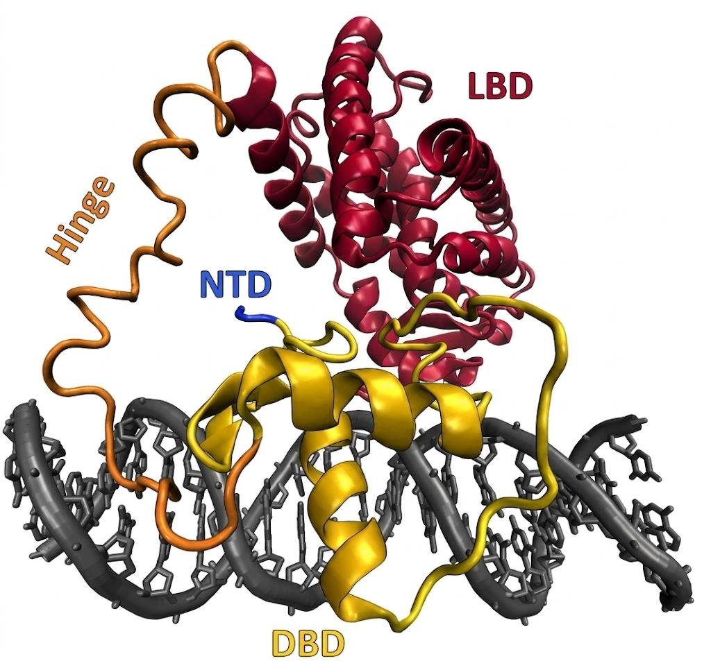 Structure of a nuclear receptor bound to DNA, with its N-terminal domain (NTD), DNA-binding domain (DBD), hinge and ligand-binding domain (LBD) labelled