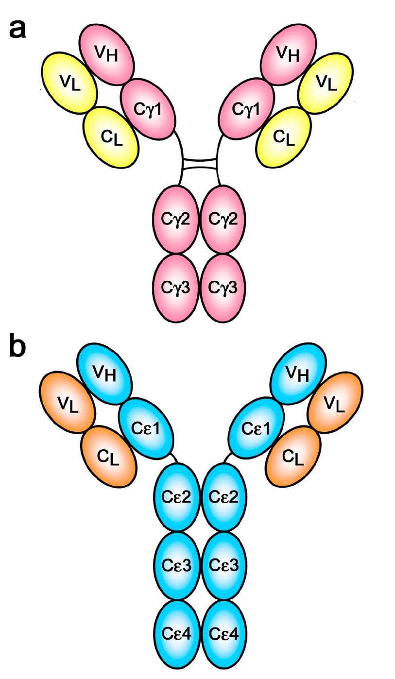 Domain diagrams of IgG (VH, VL, CL and Cgamma1-3 domains) and IgE (VH, VL, CL and Cepsilon1-4 domains), showing IgE with one extra constant domain per heavy chain