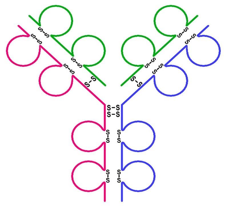 Schematic Y-shaped immunoglobulin with two heavy chains and two light chains as loops linked by S-S disulfide bonds between domains