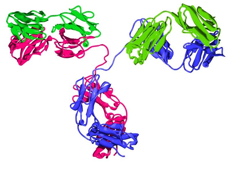Molecular ribbon model of an IgG antibody, its two heavy chains (blue) and two light chains (pink/green) folded into separate immunoglobulin domains