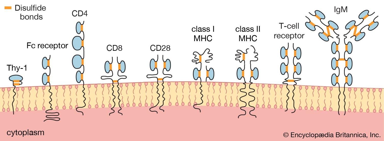 Diagram of immunoglobulin superfamily receptors at the cell surface: Thy-1, CD4, CD8, CD28, class I MHC, class II MHC, the T-cell receptor, the Fc receptor and IgM, each built from immunoglobulin-fold domains