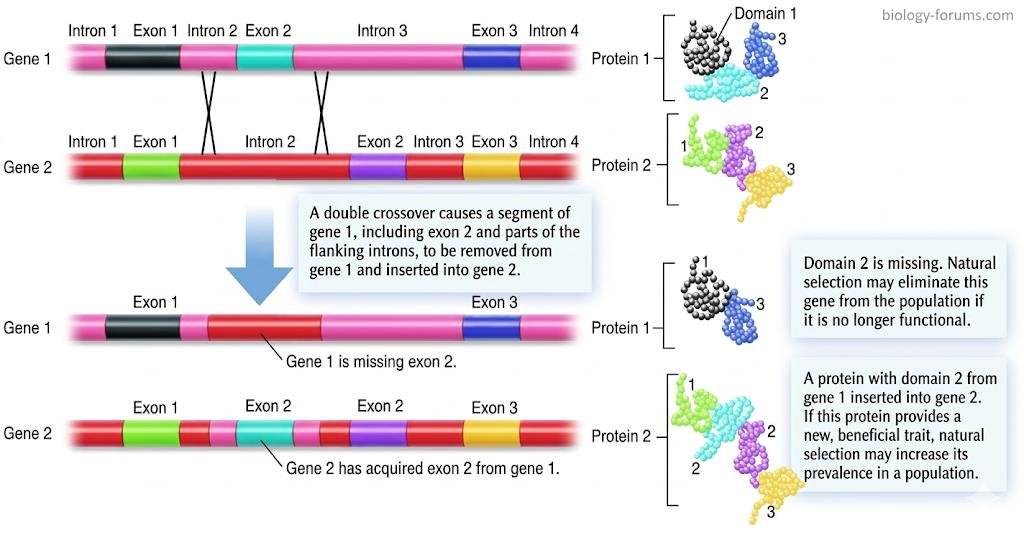 Exon shuffling diagram: a double crossover moves exon 2 and flanking intron sequence from gene 1 into gene 2, so gene 1 loses domain 2 of its protein while gene 2's protein gains it