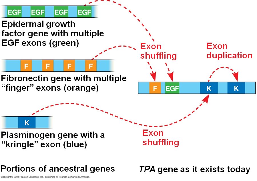 Diagram of the TPA gene assembled by exon shuffling and duplication from an EGF exon, a fibronectin finger (F) exon and two copies of a plasminogen kringle (K) exon