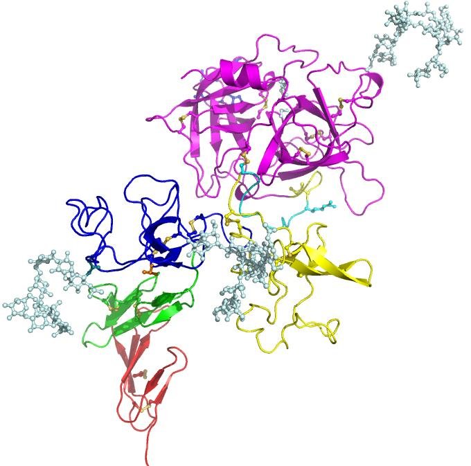 Ribbon model of tissue plasminogen activator (TPA) showing its several separately coloured domains linked in one chain, with attached sugar chains in white