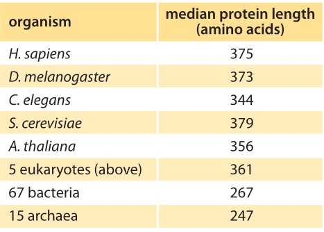Table of median protein length in amino acids: about 375 in H. sapiens, 373 in D. melanogaster, 344 in C. elegans, 379 in S. cerevisiae, 356 in A. thaliana, versus 267 in 67 bacteria and 247 in 15 archaea