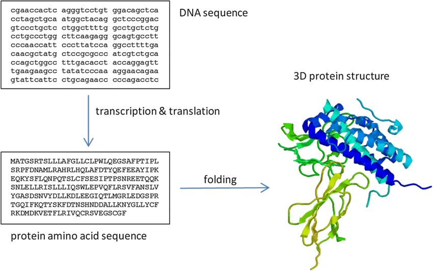 Diagram of a DNA sequence transcribed and translated into a protein amino acid sequence, which then folds into a 3D protein structure shown as a rainbow-coloured ribbon model