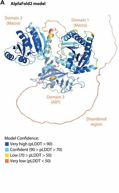 AlphaFold2 model of a protein with Domain 1 (Macro), Domain 2 (Macro) and Domain 3 (ART) plus a disordered region, coloured by model confidence from very high to very low