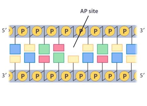 AP site diagram: a phosphodiester backbone of alternating sugars and phosphates with one base missing, leaving an abasic gap between the two intact strands
