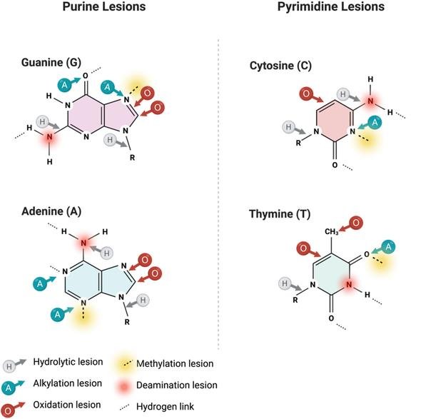 Purine and pyrimidine base lesions marked on guanine, adenine, cytosine and thymine: hydrolytic, alkylation, methylation, deamination and oxidation lesion sites