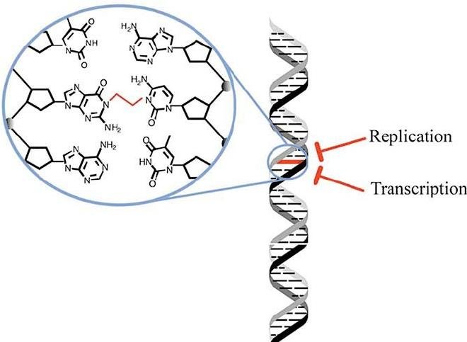 A covalent crosslink bridging two bases within the DNA double helix, shown at chemical-structure resolution and blocking both replication and transcription past that point