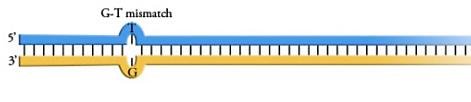 A G-T mismatch: a guanine paired opposite a thymine instead of a cytosine, shown as a bulge in an otherwise normal DNA duplex