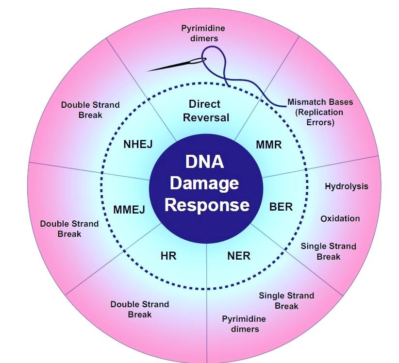 DNA Damage Response wheel: a central hub for direct reversal, mismatch repair (MMR), base and nucleotide excision repair (BER, NER), homologous recombination (HR), NHEJ and MMEJ, surrounded by the damage types each pathway answers, single and double strand breaks, mismatches, pyrimidine dimers, hydrolysis, oxidation