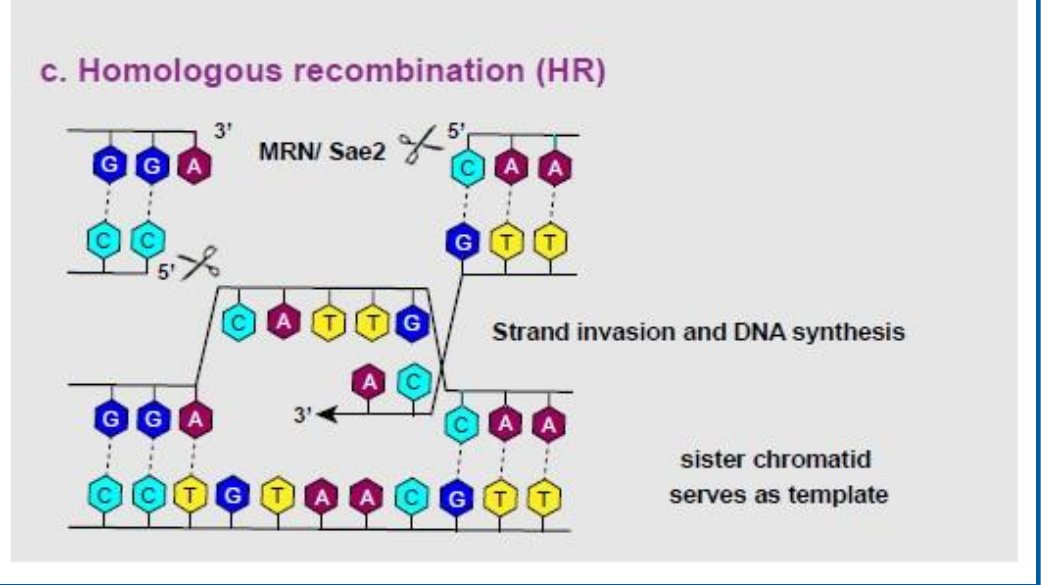 Homologous recombination schematic: MRN or Sae2 resect the broken ends, the 3' overhang invades the sister chromatid for strand invasion and DNA synthesis using it as template