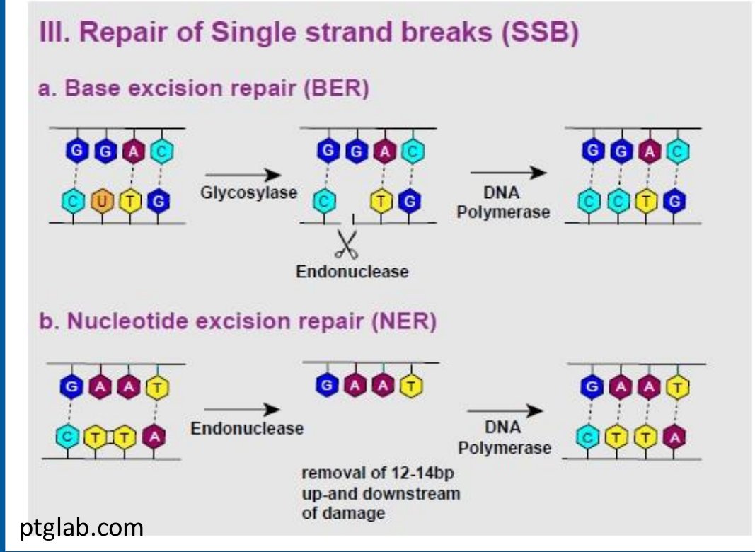 Excision repair overview: base excision repair removes a single damaged base via glycosylase and endonuclease, nucleotide excision repair removes a longer damaged stretch via endonuclease, then DNA polymerase fills each gap using the intact strand as template